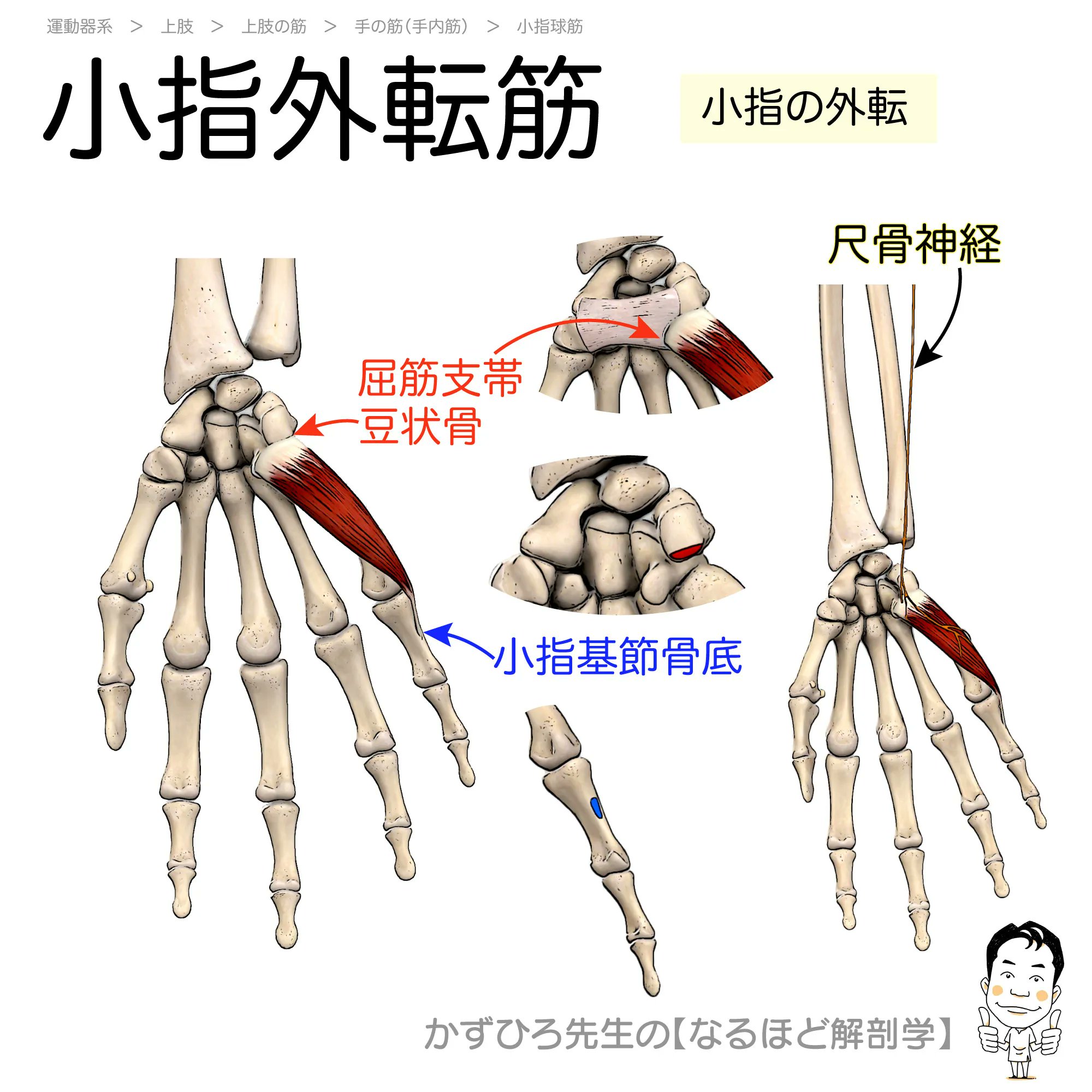 黒澤一弘（かずひろ）解剖学IT教育・指圧師・ラダック on X