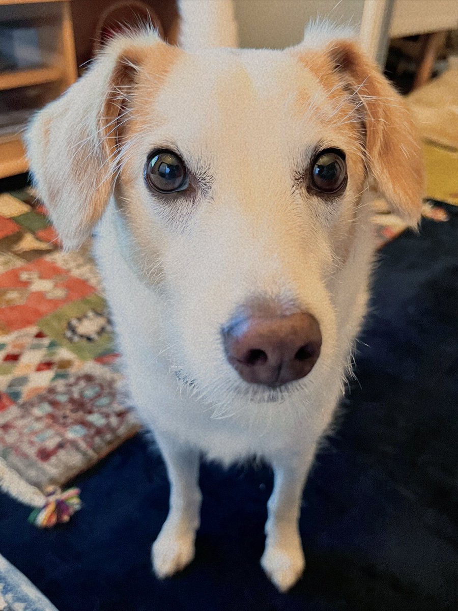 昨日の夜は雨と雷がすごくて怖かった犬さん⚡️
もうだいじょうぶだよ😁