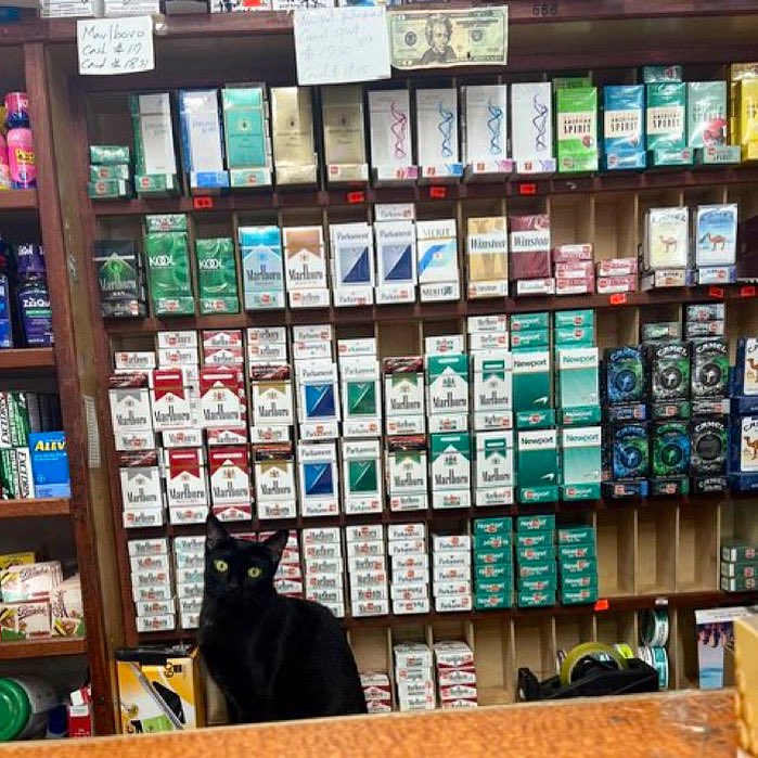 Bodega Cats tweet media