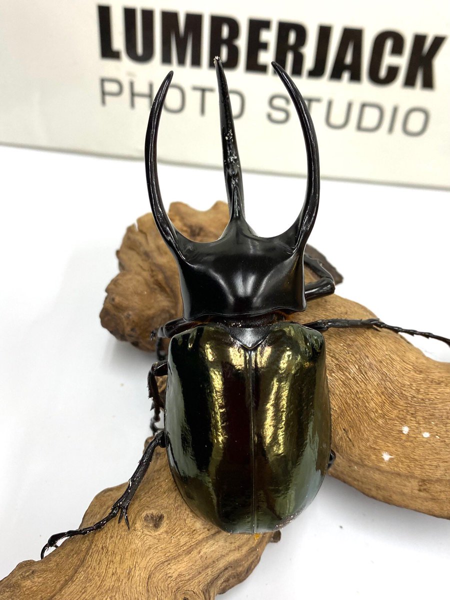 ドラゴンオーガ シャゴス50mmベース マーカス風にオーダーしたDragonflyのベースが素晴らしい仕上がりで