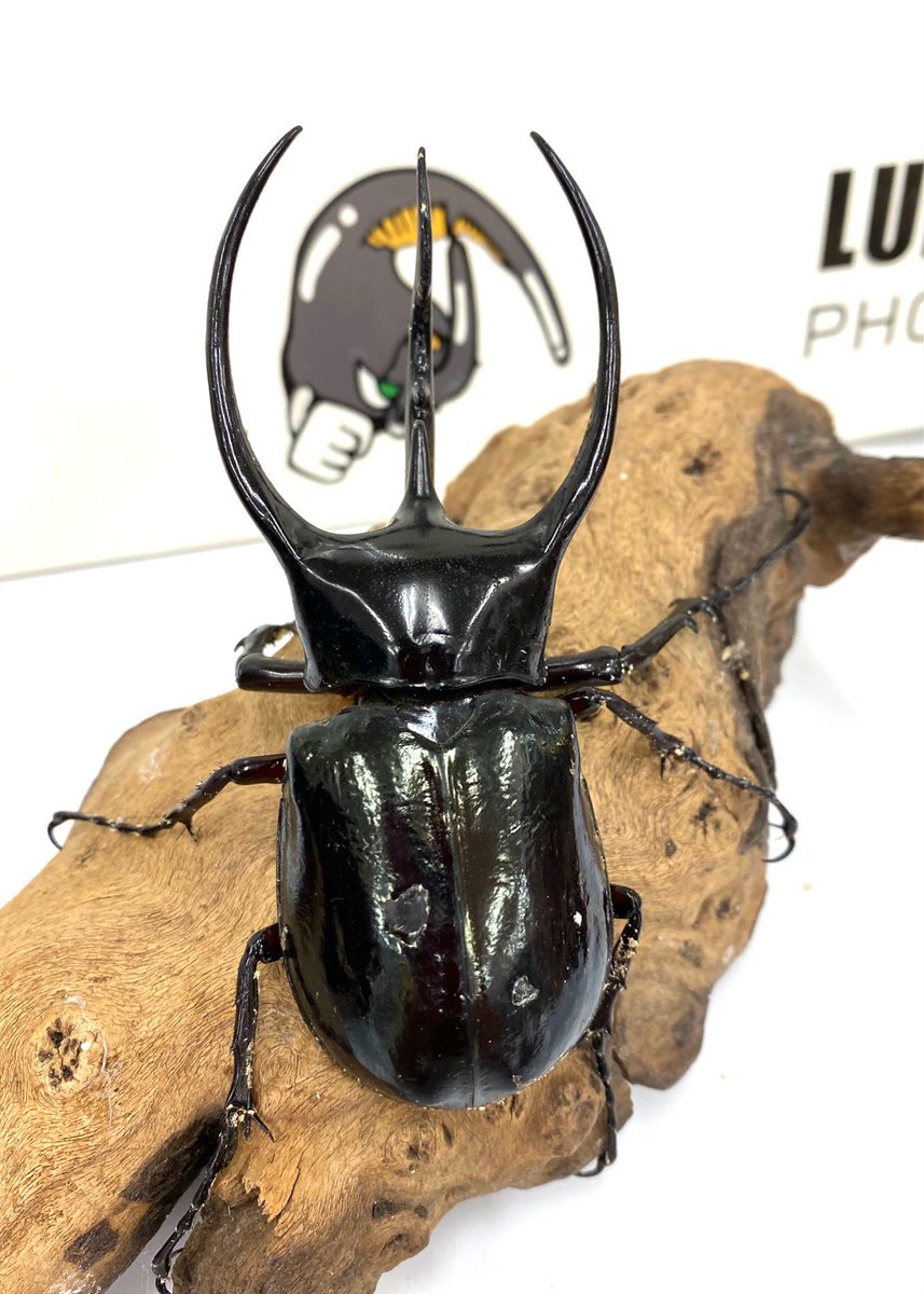 インドネシア便でコーカサスオオカブト2産地来ています 最大130mmを