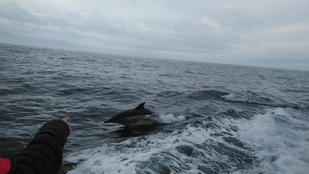 peter foley tweet media