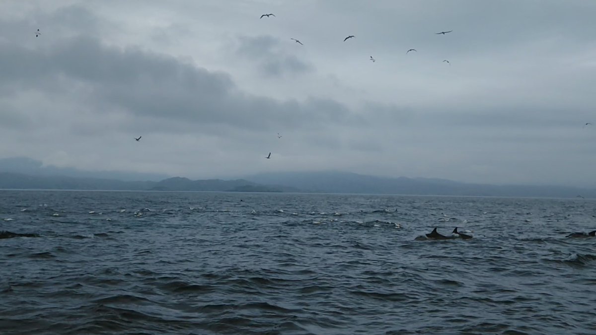 peter foley tweet media