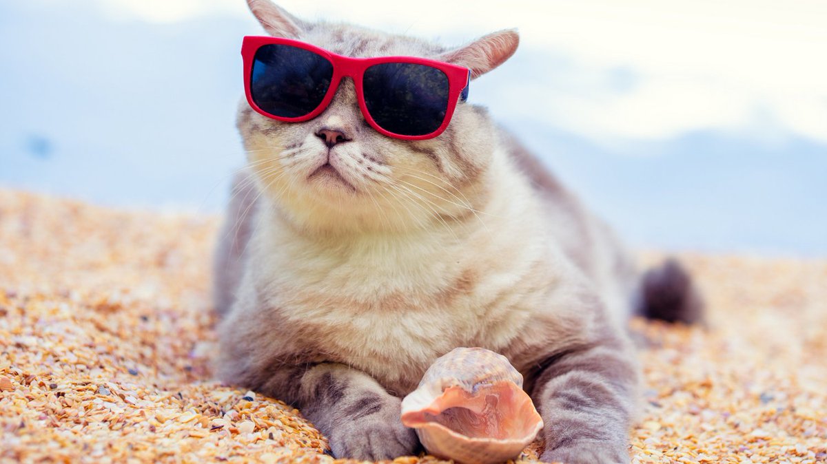 TodoCatWD's tweet photo. Chilling on the beach 🏖 https://t.co/lc65u85AZ2