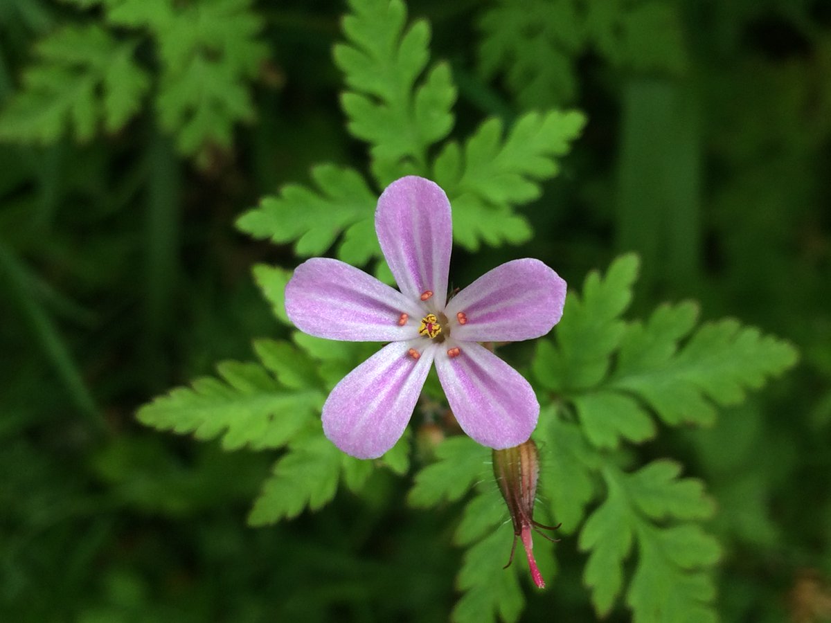Love_plants's tweet photo. Whatโs that pretty flower on the lawn you donโt recognise?
Plantlifeโs fun & free #EveryFlowerCounts survey provides loads of free #WildflowerID help. Open now >
https://t.co/33CEa4e7rA
#NoMowMay #KneeHighJuly #heatwave #heatwaveuk #gardening #TwitterNatureCommunity https://t.co/jmQTGcuJaI
