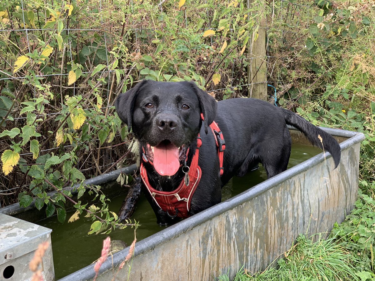 ToraTheExplore1's tweet photo. #tongueouttuesday #watertroughcooling #topcombo 😊💜 https://t.co/mZPzg3Bi7Z
