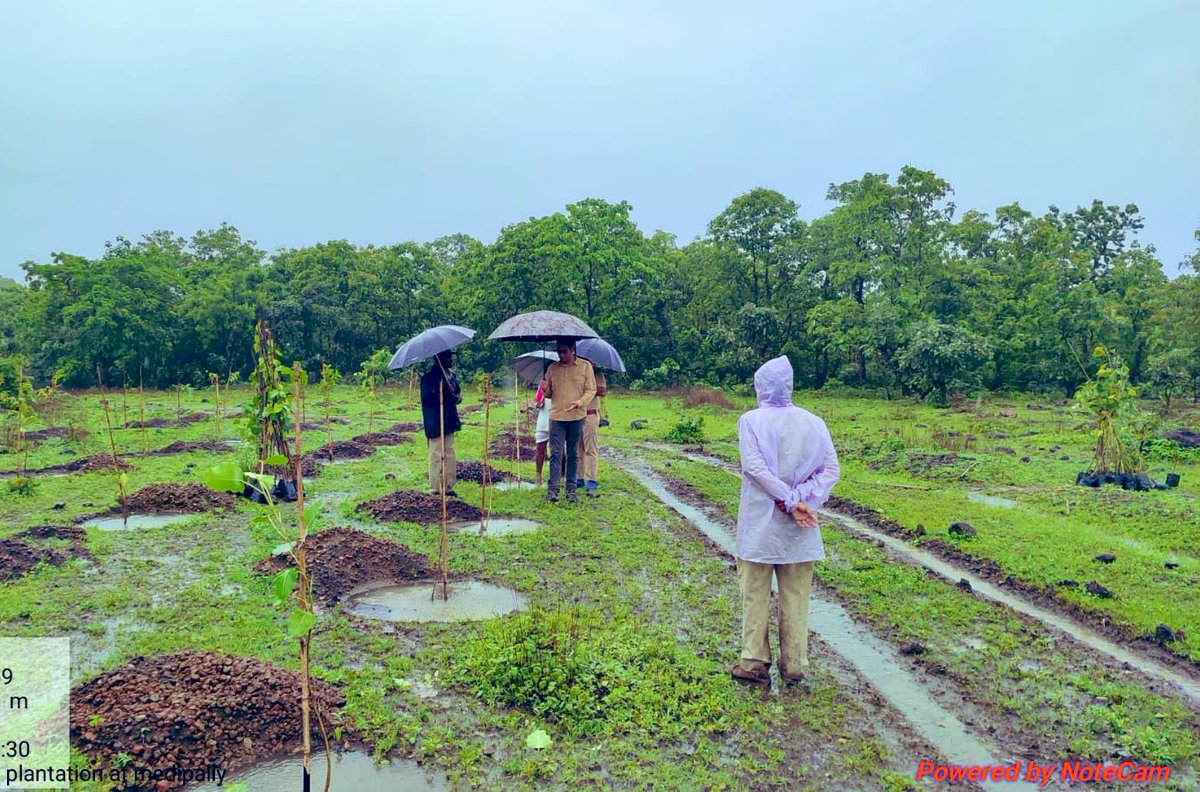 SVSifs's tweet photo. Inspection of ongoing plantations and their status during rainfall.foresters face lot of challenges including transport,labour mobilisation,etc but achieve the task of #forests @IKReddyAllola @HarithaHaram https://t.co/jK138SFYsg