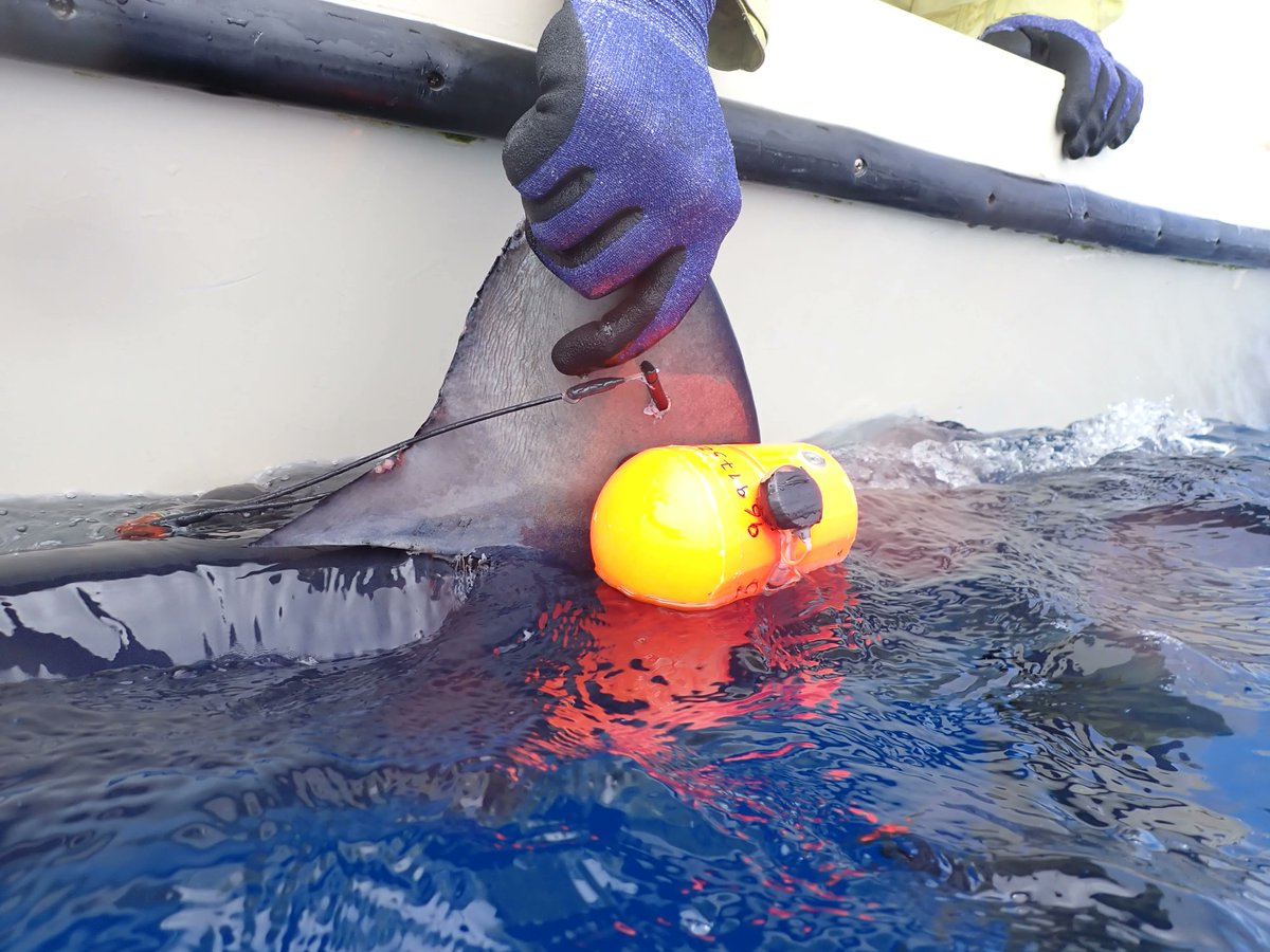 thembauk's tweet photo. Tracking #sharksβ responses to ocean #Deoxygenation βin #Azores in normal oxygen conditions (normoxia) we tagged 2β3m #mako & blue sharks with #DissolvedOxygen tags with #UniversidadedosAcores β we head to #OxygenMinimumZones later this year #OCEANDEOXYFISH @TheSimsLab #MBASharks https://t.co/4Lo580G4bB