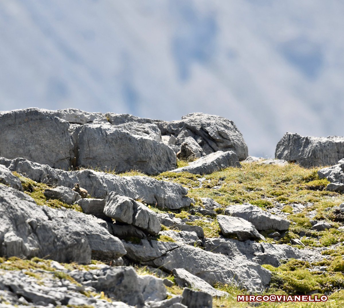 quanuaua's tweet photo. Mi dite: 

„sono stato in montagna, ma non riesco mai a vedere animali“

Beh, non vi dovete scoraggiare, gli animali si difendono anche così, quindi, guardate sempre bene ovunque.

#pernicebianca #faunalivigno #ptarmigan #wildanimalphotos #wildlifephotography #livigno. https://t.co/waCZAf4Oac