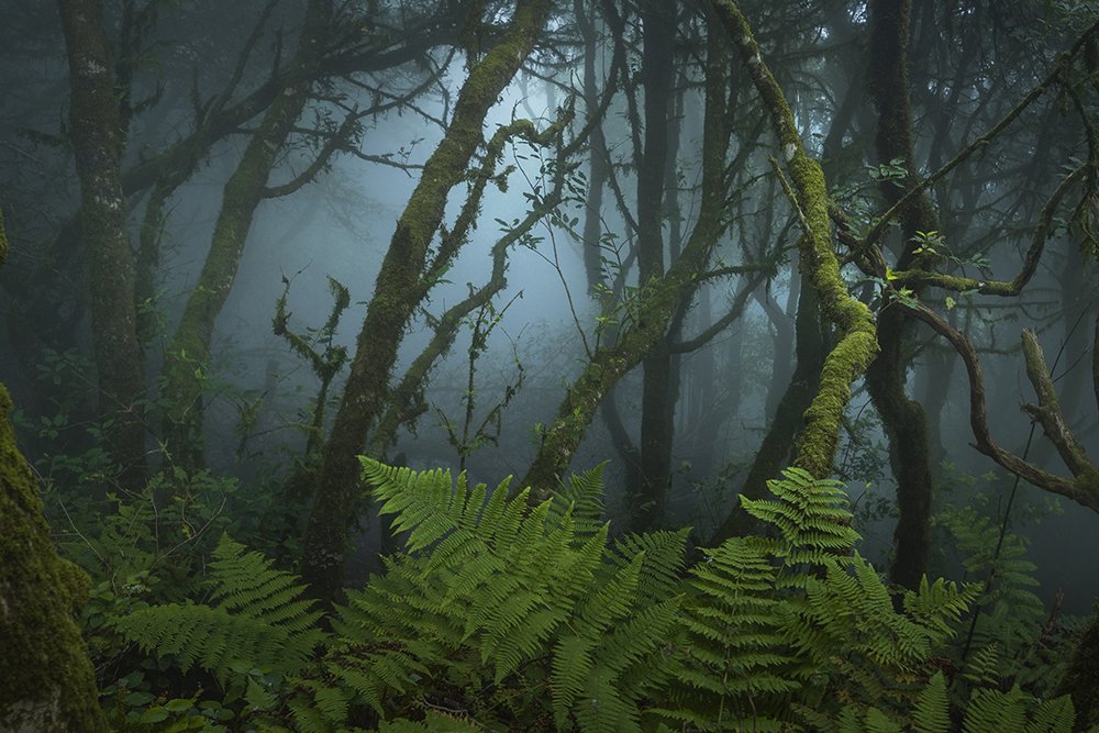 Imanolzuaznabar's tweet photo. Ayer entró de nuevo el alisio en Tenerife, y Anaga se transformó en un bosque de fantasía. https://t.co/sKkOFbwZi3