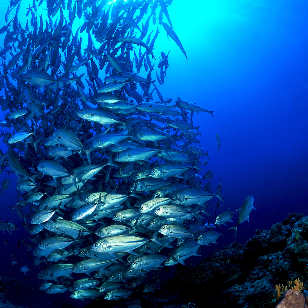 Borneo_Divers's tweet photo. Schooling Jack fish | One of the prime attractions of Sipadan.

#borneodiversmabulresort #marinelife #scubadiving #diving #vacation #uwphotography #underwaterphoto  #holiday #getaway #sipadan #beautifuldesitination #goodtimes #goexplore #wonderfulplaces #letstravel https://t.co/hQIpYGKXCu
