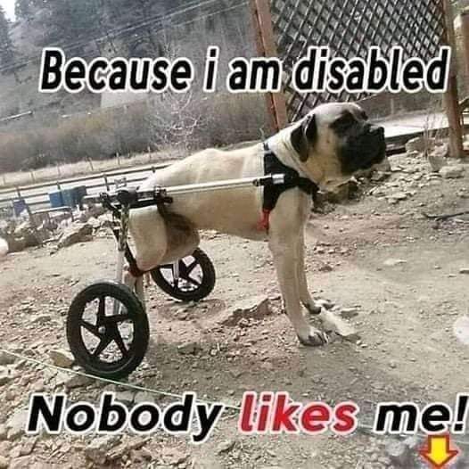 thedogs_space's tweet photo. Because I'm disabled...Nobody likes me 😔😪 https://t.co/U2cUAVxTag