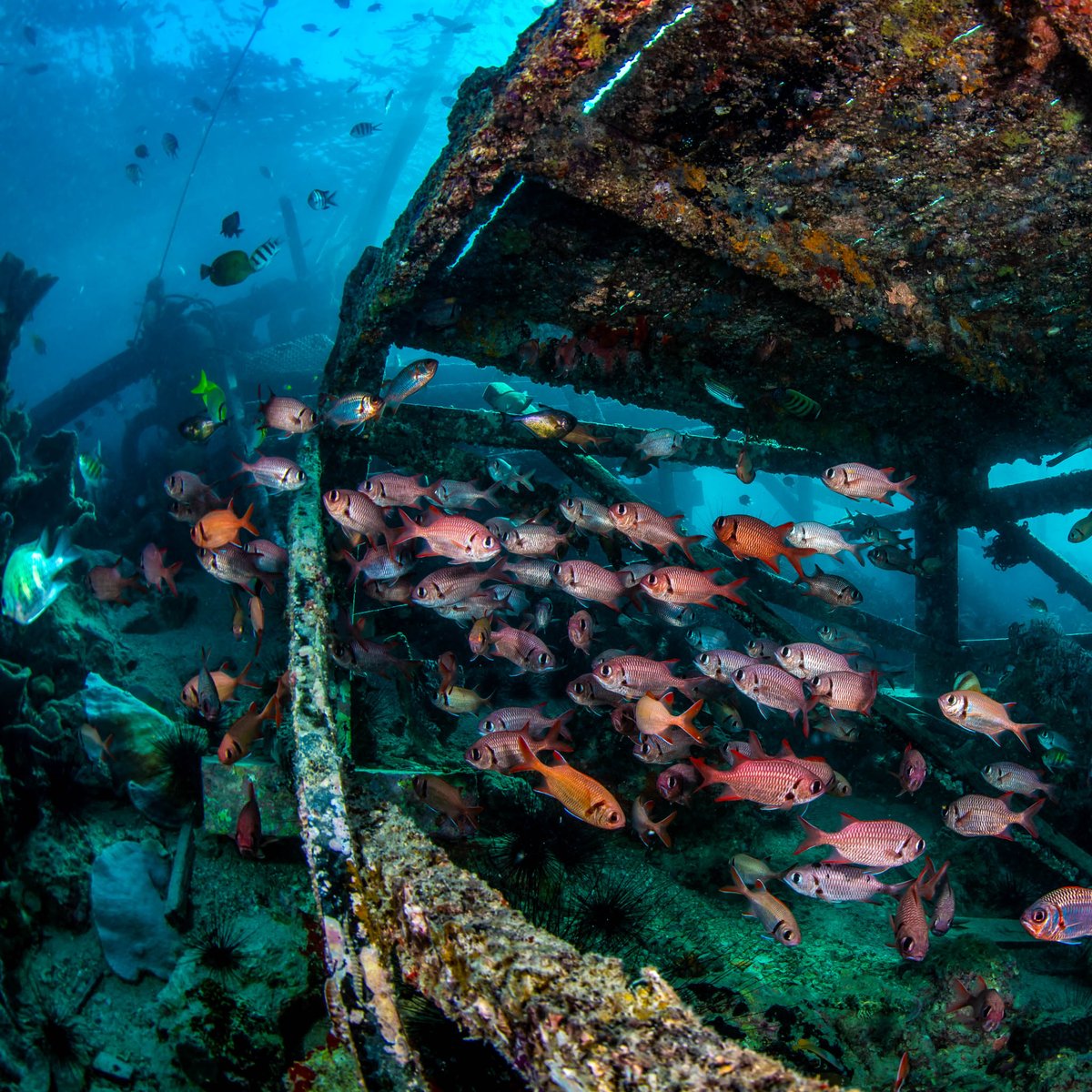 Borneo_Divers's tweet photo. Borneo Divers house reef "Paradise 2" | This fantastic dive site is just right in front of our resort, easily accessible from the jetty.

Photo credit: Patrick Ong

#borneodiversmabul #sipadan #mabul #scubadiving #diving #sealife #underwaterphoto #marinelife #underwaterworld https://t.co/1s0qg7R4dy