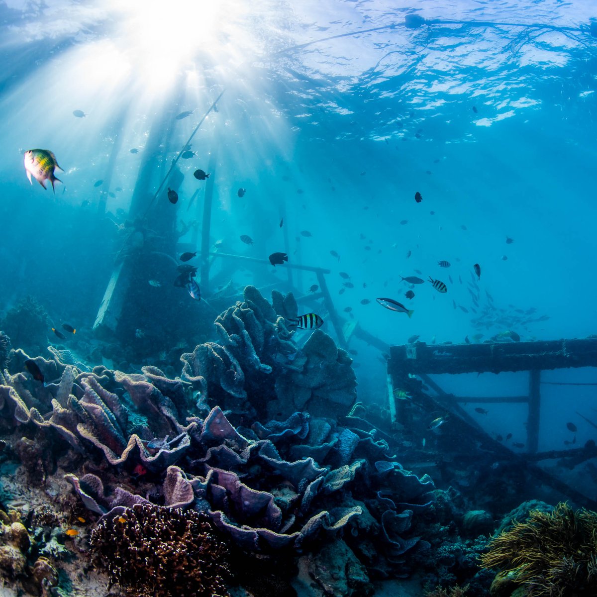 Borneo_Divers's tweet photo. Borneo Divers house reef "Paradise 2" | This fantastic dive site is just right in front of our resort, easily accessible from the jetty.

Photo credit: Patrick Ong

#borneodiversmabul #sipadan #mabul #scubadiving #diving #sealife #underwaterphoto #marinelife #underwaterworld https://t.co/1s0qg7R4dy