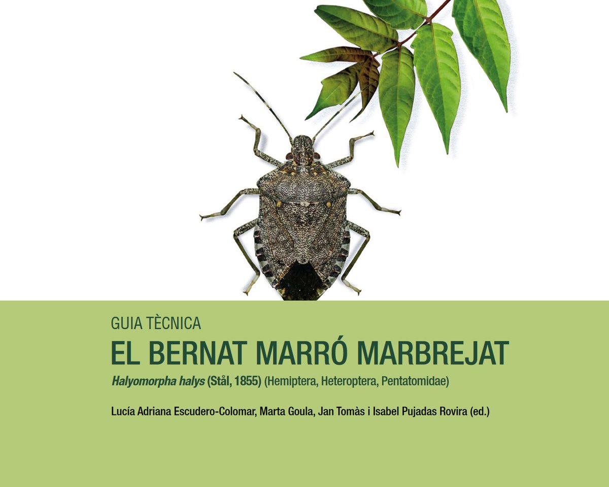 apevcat's tweet photo. Aquesta #guiatecnica vol donar a conèixer als assessors en gestió integrada de plagues, als tècnics de les #ADV i a la ciutadania en general els darrers avenços en el coneixement de la biologia del #bernatmarromarbrejat. 

#GIP #plagues #controlplagues  

https://t.co/H9NoZZv05C https://t.co/NyKthhCZVn