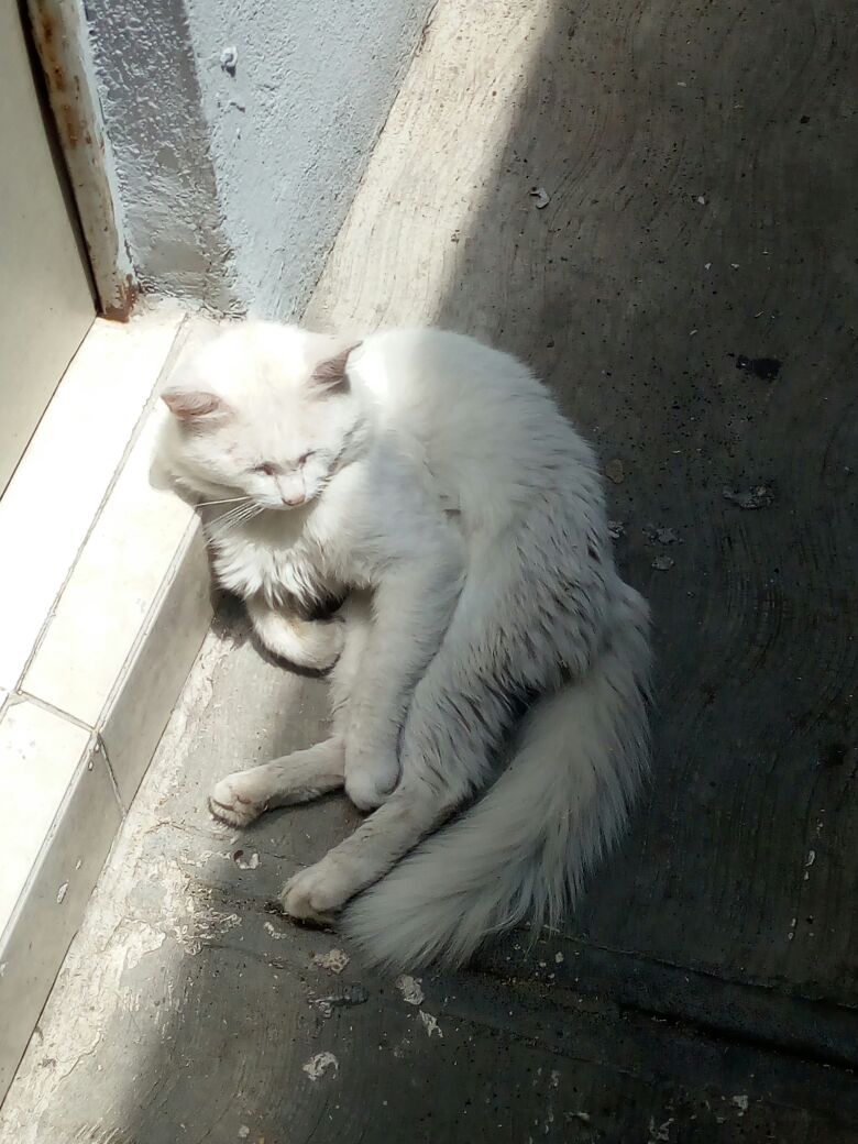 SilverLife10's tweet photo. So long Pelusa, 6 años en mi casa y los mas que serán en mi corazón :) https://t.co/Xrpf5zqETq