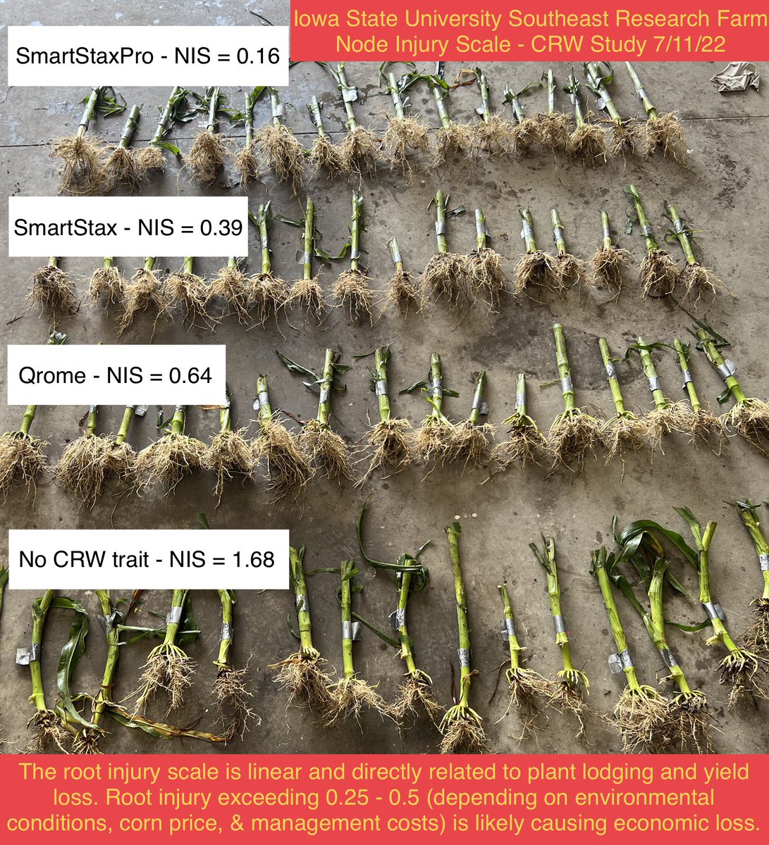 Here's a great summary of the corn rootworm injury scores from today in Washington county! It's amazing how well #SmartStaxPro is doing its job! #ThreeModesOfAction