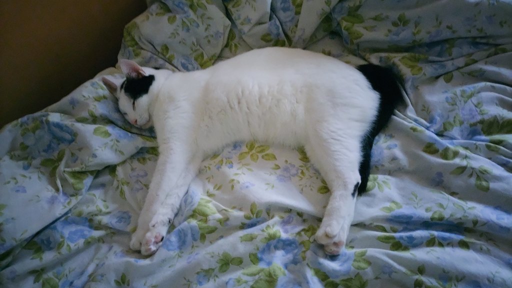 Sato_ust's tweet photo. 朝からずっと
#猫 #猫好きさんと繋がりたい #猫がいる暮らし https://t.co/dbIOW08O5x