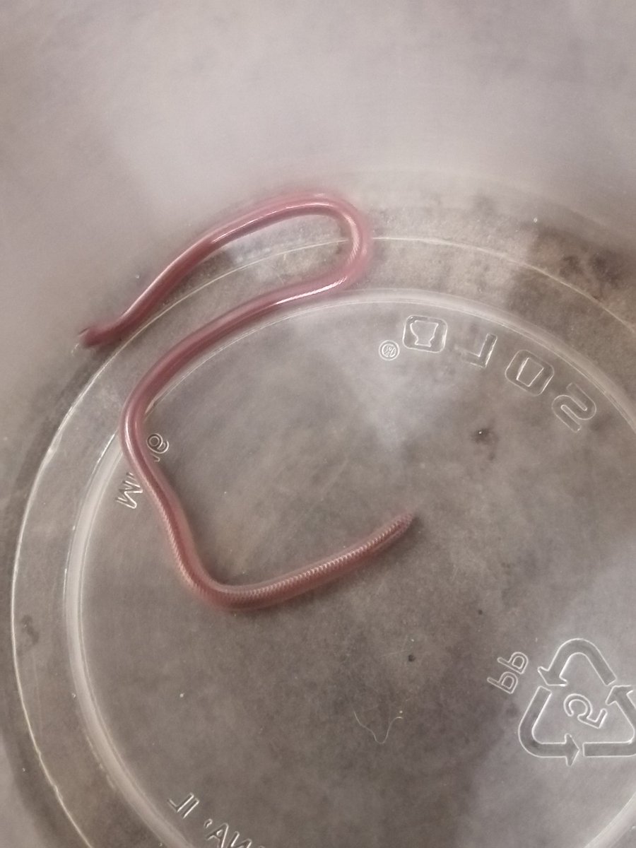 ramirosm69's tweet photo. @Herpeto_cosas buenas noches, me podrías ayudar, no se si se pueda saber el tiempo o edad que pudiera tener esta pequeña?
La cuestión es que no se si pudiese haber mas de estas en la casa! https://t.co/U0g50PJWNm
