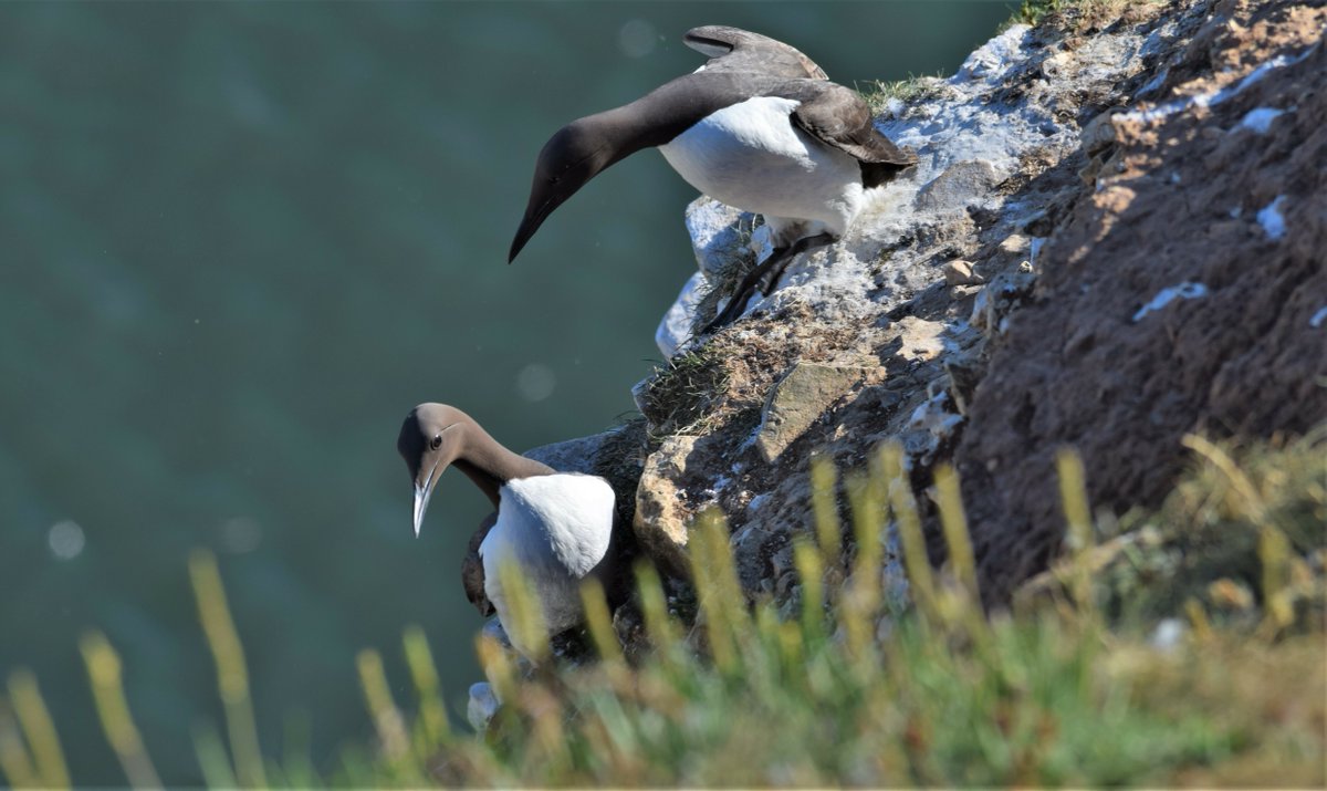 BruntsAcademy's tweet photo. Some amazing photography skills from Connor Lowe after a recent visit to Bempton Cliffs in Yorkshire https://t.co/jC84Tvh4GL