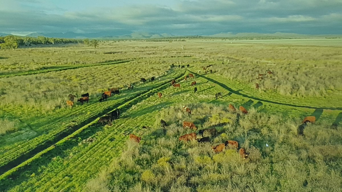 land_hydro's tweet photo. Cattle on the contours @ USyd Llara! Well, 210 weaners actually where  after 96 hours on 6.67 ha the variegated thistle was nicely polished off. @wv2017 @vanessapino @docSab @SiaSydney @SydneySOLES @pbinarrabri https://t.co/YAJSzMnIm4