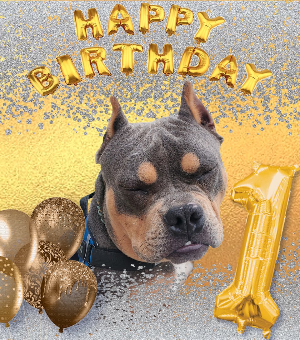Plague_D_Art's tweet photo. Photoshop edit of happy for her birthday (its already passed now)
#SBHappy #Americanbully #Photoshop #Dogedit #Birthday #dogsoftwitter #Pocketbully #Showdog #Servicedog #SD #notapitbull https://t.co/mOJeoxrPsR