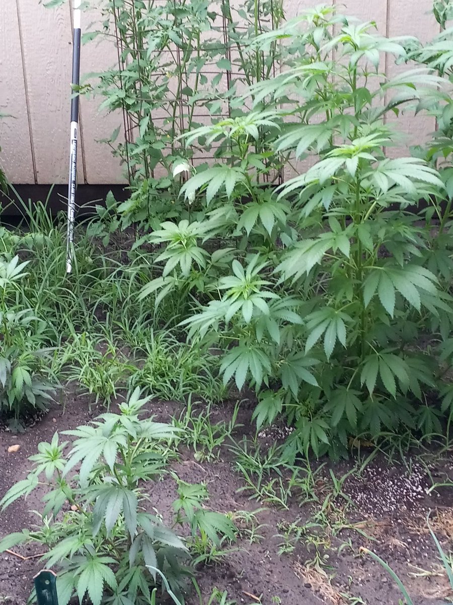 new year, different strain, same fuckin happy place...miss and love you all, especially the cute girls who have nice boobs with hard nipples and a shaved pussy.. fuck it tweet
