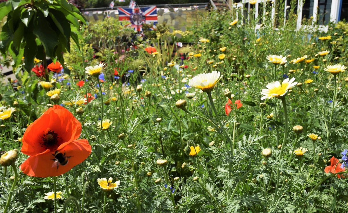 Kerry L Wheatley (@kerrylwheatley) on Twitter photo Our #schoolgarden <a href="/ChaucerJun/">Chaucer Junior School</a> is enjoying every drop of water it can get at the moment. Main job, watering ❤️<a href="/CultivationSt/">Cultivation Street</a> @RHSSchools <a href="/RobsAllotment/">Rob Smith</a> <a href="/HilsRobinson/">Hilary Robinson FRSA</a> #Gardening #Watering 💦 Our #schoolgarden <a href="/ChaucerJun/">Chaucer Junior School</a> is enjoying every drop of water it can get at the moment. Main job, watering ❤️<a href="/CultivationSt/">Cultivation Street</a> @RHSSchools <a href="/RobsAllotment/">Rob Smith</a> <a href="/HilsRobinson/">Hilary Robinson FRSA</a> #Gardening #Watering 💦