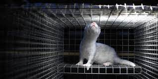 RobRobbEdwards's tweet photo. There are approximately 30 million Animals killed for #Fur every year most of which are cage raised
These Animals include are minks, foxes, sables, chinchillas, rabbits, raccoon dogs, ferrets
Their whole life is a wire cage
IMO this can never be acceptable https://t.co/VViChbtQoY