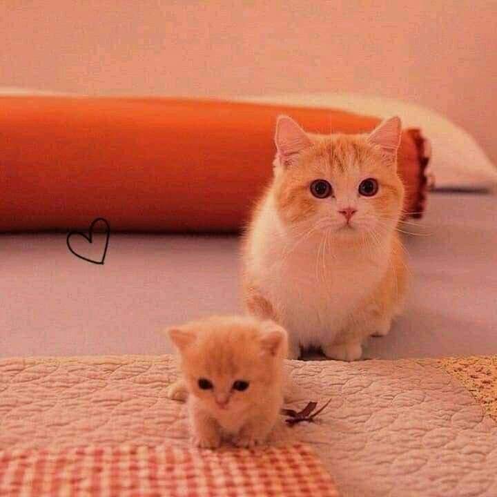 #Cat