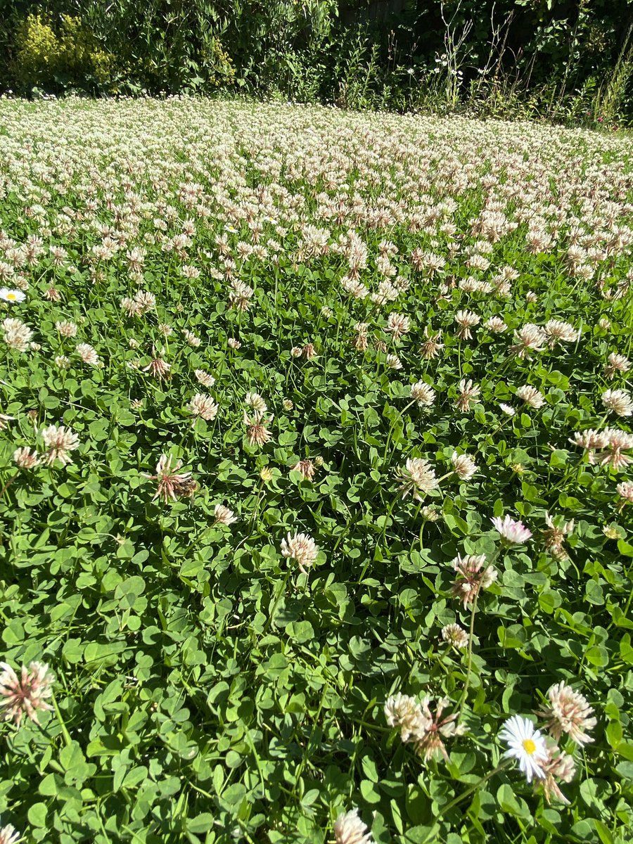 seed_ball's tweet photo. Take part in the #KneeHighJuly survey! ๐ผ๐ Count the wildflowers in a square of lawn, as part of the citizen survey #EveryFlowerCounts for @Love_plants to receive your own nectar count. https://t.co/uYpDZzyYF4 https://t.co/Z8ueX43lD7