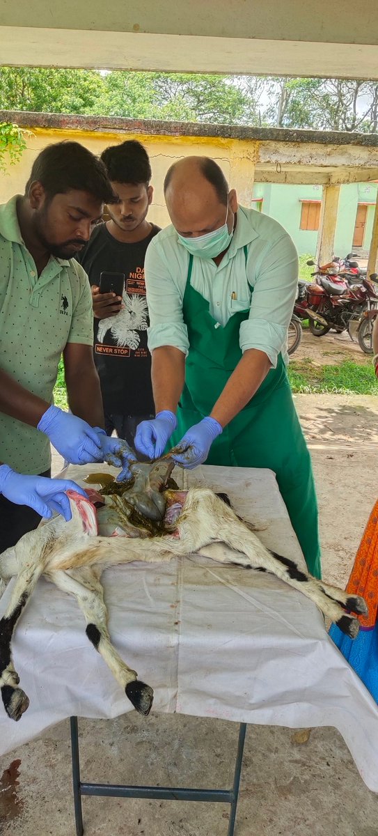 dr_nirakara's tweet photo. #Post_Mortem in Veterinary disease diagnosis @ VD Tihidi, Bhadrak
@rajaaswain @farddept @dahvsodisha @DM_Bhadrak https://t.co/1FtYpPWey8