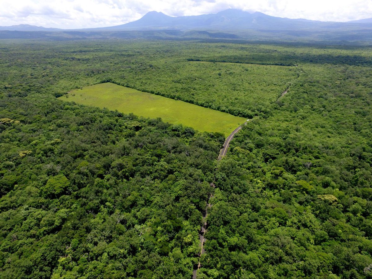 CrowtherLab's tweet photo. In Costa Rica, Área de Conservación Guanacaste is a regional conservation unit enhancing biological integrity & survival by preventing:
🔫 hunting
🚜farming
🐄 pasturing
🪵logging
🔥fires
Learn more here: https://t.co/3vYYkcM3Mx #RESTORies #ForestrationInts #ecology https://t.co/6I1IE1QIBh
