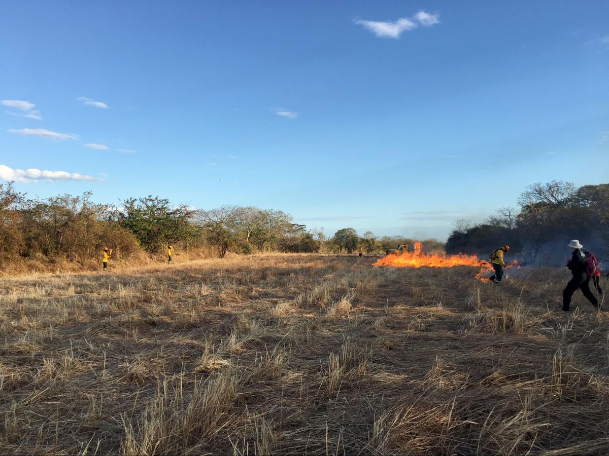 CrowtherLab's tweet photo. In Costa Rica, Área de Conservación Guanacaste is a regional conservation unit enhancing biological integrity & survival by preventing:
🔫 hunting
🚜farming
🐄 pasturing
🪵logging
🔥fires
Learn more here: https://t.co/3vYYkcM3Mx #RESTORies #ForestrationInts #ecology https://t.co/6I1IE1QIBh