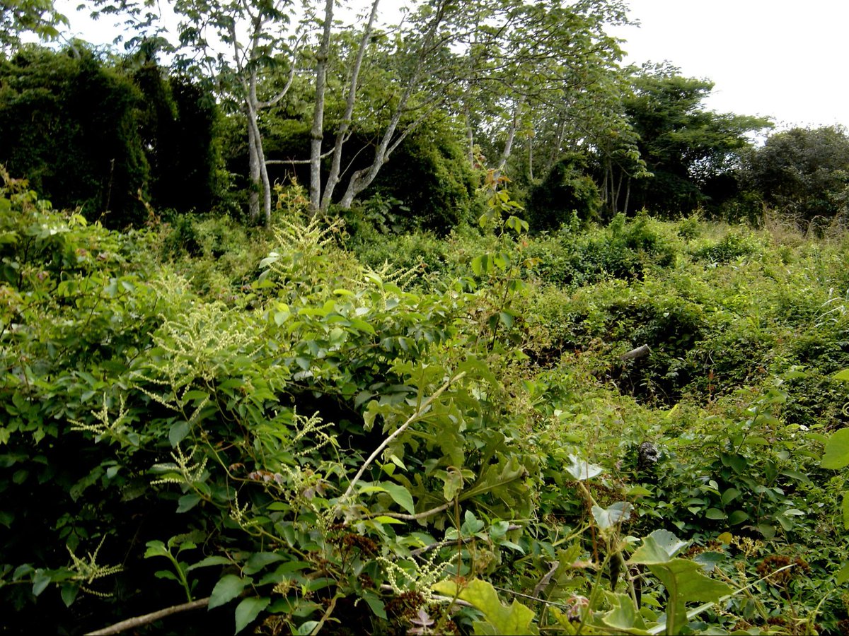 CrowtherLab's tweet photo. In Costa Rica, Área de Conservación Guanacaste is a regional conservation unit enhancing biological integrity & survival by preventing:
🔫 hunting
🚜farming
🐄 pasturing
🪵logging
🔥fires
Learn more here: https://t.co/3vYYkcM3Mx #RESTORies #ForestrationInts #ecology https://t.co/6I1IE1QIBh