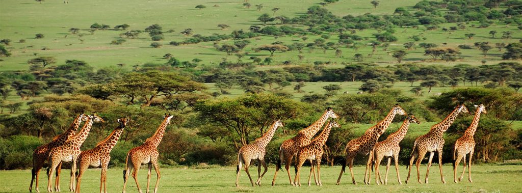 Beautiful Serengeti National Park 🇹🇿

Visit Serengeti 🇹🇿
Visit Tanzania 🇹🇿

Serengeti Where Magic Lives On
Serengeti Shall Never Die