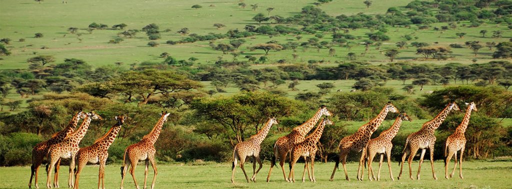 visit_serengeti's tweet photo. Beautiful Serengeti National Park 🇹🇿

Visit Serengeti 🇹🇿
Visit Tanzania 🇹🇿

Serengeti Where Magic Lives On
Serengeti Shall Never Die https://t.co/I76VqZKlvw