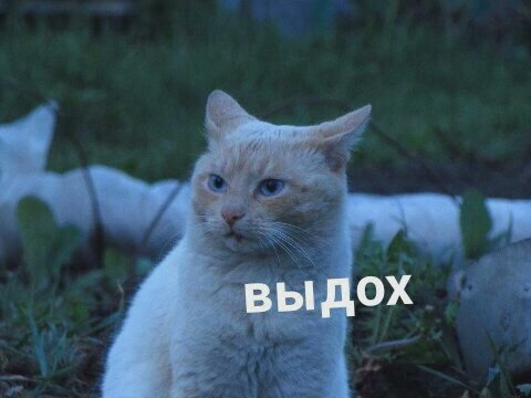 Murphy33407707's tweet photo. Опять я пропала.. 
Проблема в том, что заходить в Твиттер на постоянной основе через ВПН мне надоедало.. вот :") 
Однако совсем недавно обнаружила, что теперь открывается и без него. Думаю через какое-то время буду выкладывать новенькое 🤔 https://t.co/dxac4fhxVg