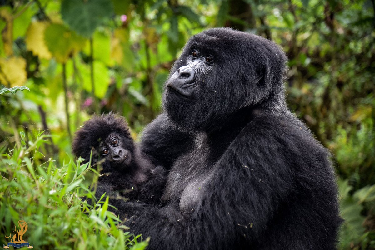 lions_platform's tweet photo. Chilling with mom🌞 #Gorilla females are very protective mothers who spend most of their time taking care of their young ones.
Enjoy #GORILLATREKKING with us, SUBSCRIBE via https://t.co/hVKsjFgXTy
#GorillaeGang #tour #nature #wildlife https://t.co/fv8lnwSjOL
