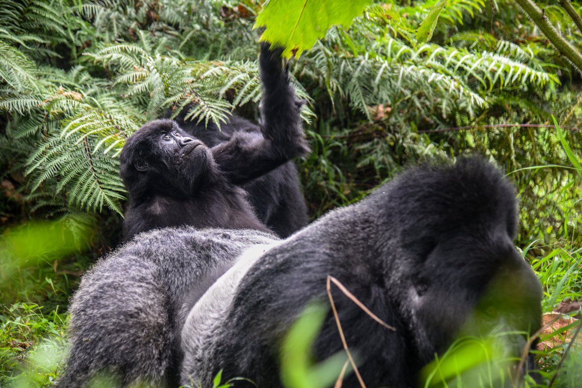 lions_platform's tweet photo. Chilling with mom🌞 #Gorilla females are very protective mothers who spend most of their time taking care of their young ones.
Enjoy #GORILLATREKKING with us, SUBSCRIBE via https://t.co/hVKsjFgXTy
#GorillaeGang #tour #nature #wildlife https://t.co/fv8lnwSjOL