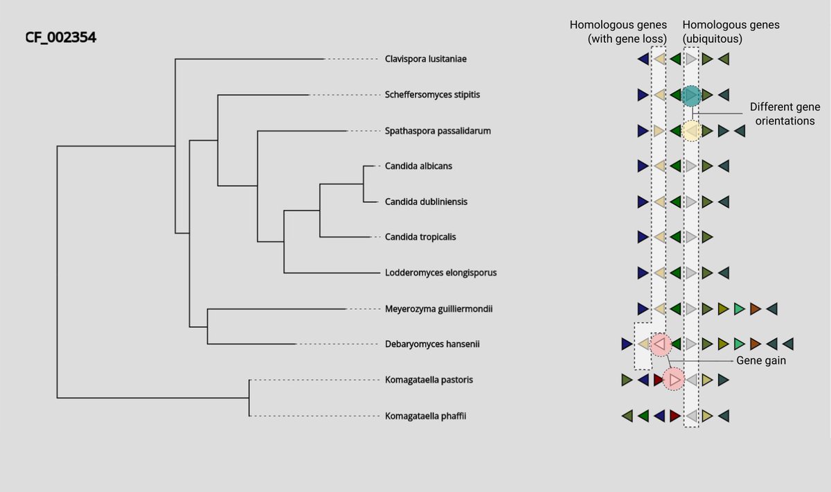 gabaldonlab tweet media