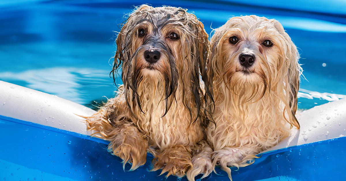 Summer is THE season to enjoy time outdoors with your dog. Luckily we’ve got the answers to the top pet-related hot weather questions on our blog: spr.ly/6010zcIyr

#DogHealth #DogCare #DogCareTips