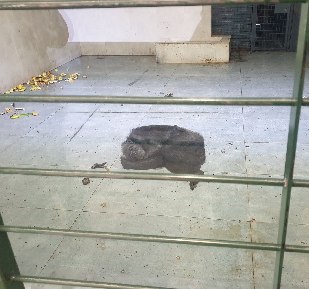 Gaziantep Hayvanat Bahçesi'ndeki şu görüntü beni çok üzdü, aklımdan çıkaramayacağım bakışlarını...