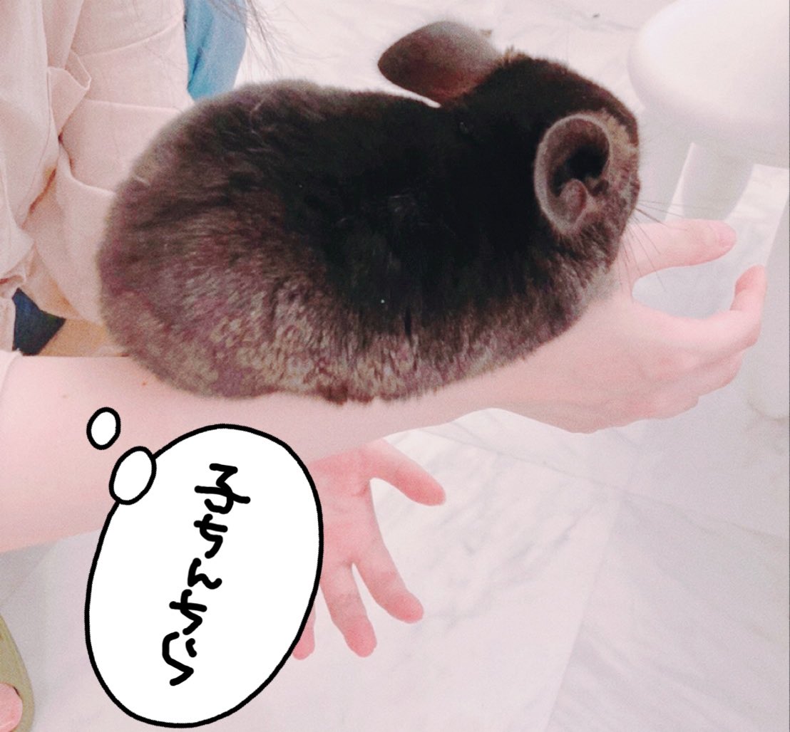 仙台旅行たのしかったー=^・ω・^=
写真は推しのソーダが作ってもらえるお店で朝焼けっていうの頼んだら青色成分が混ざって紫と赤になったやつと
子ちんちらに乗られたからと
ビュッフェで何食っていいかわからず虚無飯してた奴と
なんかエモいやつ 