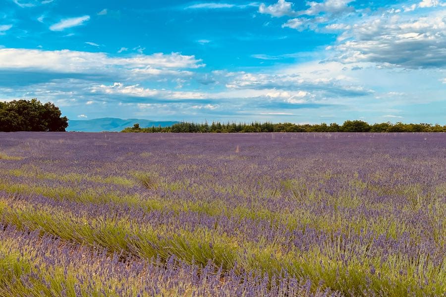 fiveintravel's tweet image. 💻NUOVO BLOG POST
Link➡️bit.ly/Provenza_FIT
Intraprendere un viaggio itinerante alla scoperta della Provenza significa abituare lo sguardo ad ammirare paesaggi che mutano in continuazione.
Sei pronto ad un piccolo assaggio di Provenza?
#ExploreFrance #Francia #Provenza