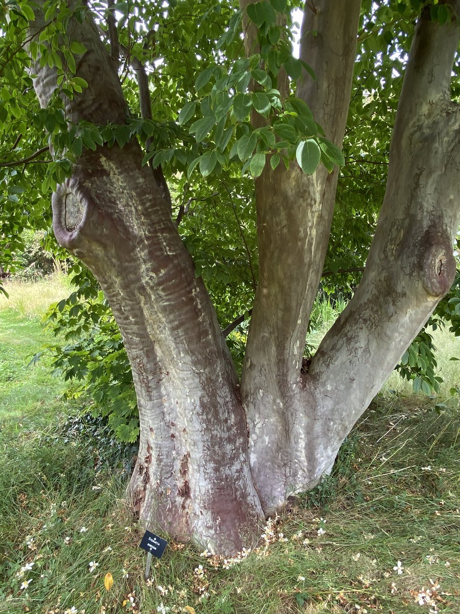 Trewithengarden's tweet photo. Morning with me on #mycommute IS #myfavorite tree of all time….ever! Stewartia sinensis , one of our “Champion Trees” in the Theaceae family with small single white “Camellia like” flowers, tbc…
#theacefamily #stewartia #summergardendays #champion #tree #loveit #camellia #tbc https://t.co/AuNTE8yahL