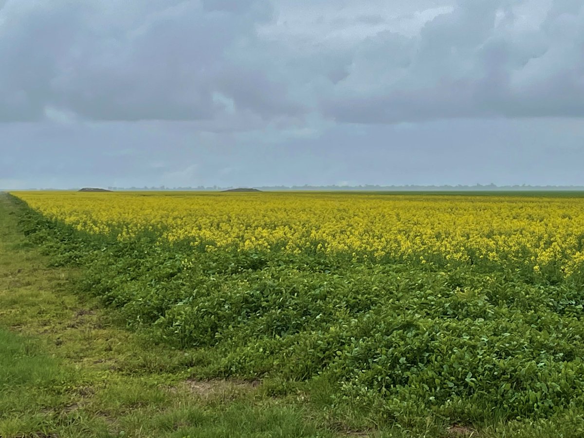 Just some of the challenges seen in my travels today. Sclero, rust hot spots, septoria and canola at 20% bloom 😬.