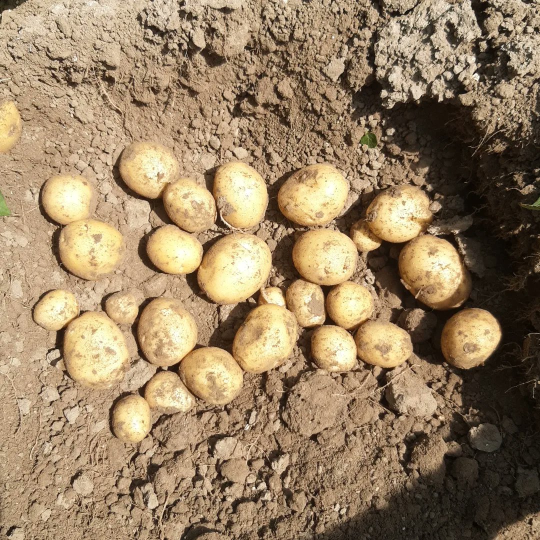 Morgenavond de eerste van de 3 "rondje kavelpad" van <a href="/teamagronl/">@TeamAgroNL</a> . Kom langs op ons bedrijf om de stand van de gewassen te bekijken en al je vragen te stellen. Stuur wven berichtje voor meer info en opgave.