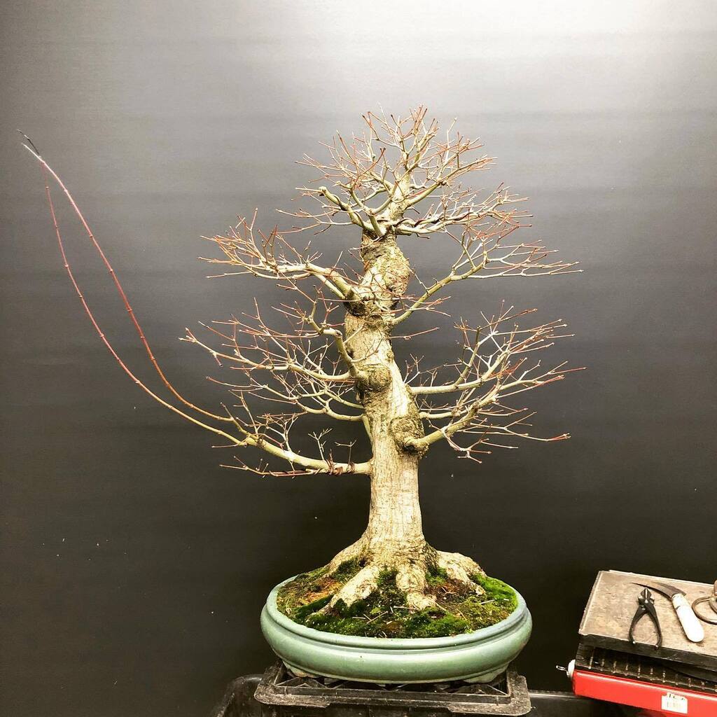 bonsaimatsu's tweet photo. Repotting is like a fresh start for your bonsai, which is similar for me with today being the first day being a full time bonsai professional. This Japanese Maple had almost every branch thread grafted about 6 years ago. There are still a few sacrifice b… https://t.co/e3Lcl5o2gu https://t.co/A5wxblP4Fj
