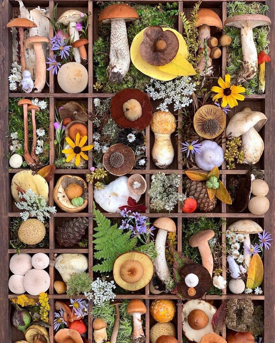 emartus_inc's tweet image. 🍄Various Mushroom🍄
____________________
#EMARTUS #mushroom #macro #nature #TwitterNatureCommunity #TwitterNaturePhotography #mushrooms #fungus #fungi #nature #photo #ecology #NaturePhotography #outdoors #FungiFriday #Mushroom #Fungi